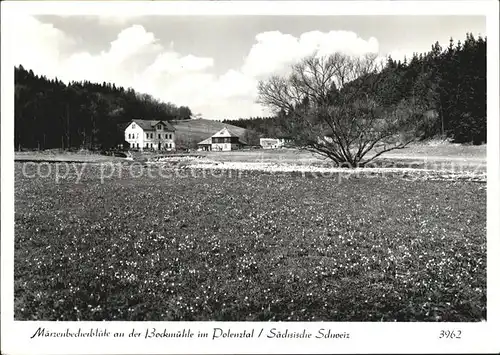 Polenztal Maerzenbecherbluete an der Bockmuehle Kat. Hohnstein