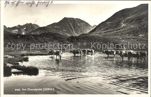 Oberalpsee mit Kuehen Kat. Andermatt