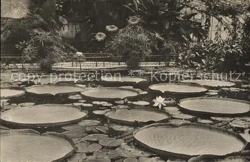 Dahlem Berlin Botanischer Garten Kat. Berlin