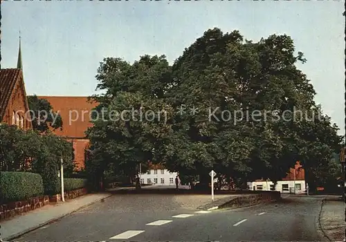 Bordesholm Wahrzeichen ca. 300jaehrige Linde Kat. Bordesholm