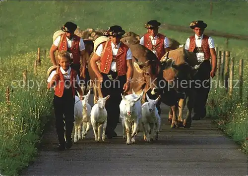 Appenzell IR Alpabzug Kuehe Ziegen Bauern in Tracht Kat. Appenzell