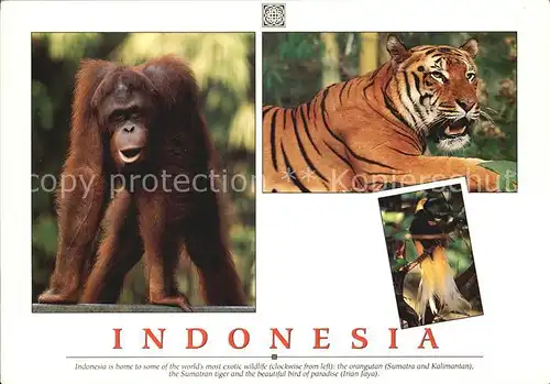 Tiger Orangutan Sumatran Tiger Bird of paradise Indonesia Kat. Tiger