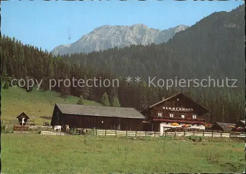 Leutasch Haemmermoosalm im Leutascher Gaistal Teufelsgrat Wettersteingebirge Kat. Leutasch Tirol