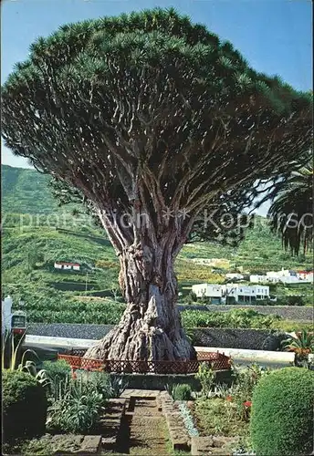 Icod de los Vinos Drachenbaum Kat. Tenerife Islas Canarias Spanien