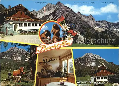 Ramsau Dachstein Steiermark Gasthaus Bachl Alm Kat. Ramsau am Dachstein