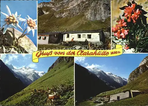 Praegraten Grossvenediger Clarahuette im Umbaltal Welitzkees Roetspitze Alpen Flora Kuehe Kat. Praegraten am Grossvenediger