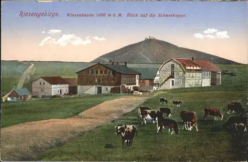 Wiesenbaude Riesengebirge Schneekoppe Kuehe