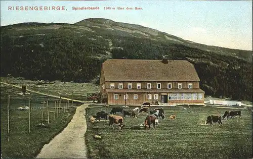 Spindlerbaude Riesengebirge Kuehe