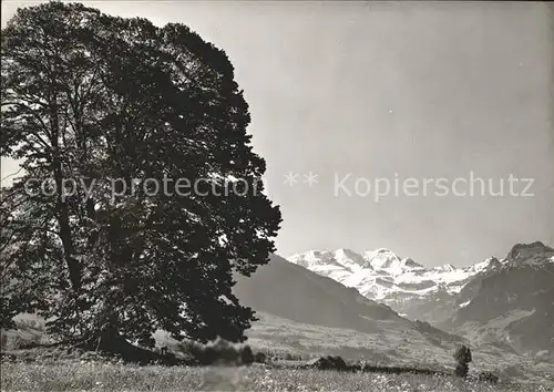 Aeschi Spiez Die grosse Linde Baum  Kat. Aeschi Spiez