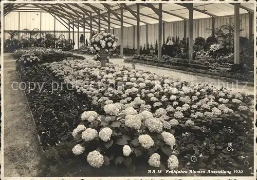Zuerich Gartenbauausstelung 1930 Fruehjahrsblumen / Zuerich /Bz. Zuerich City