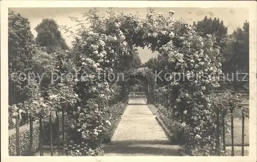 Karlsruhe Stadtgarten Rosengarten Kat. Karlsruhe