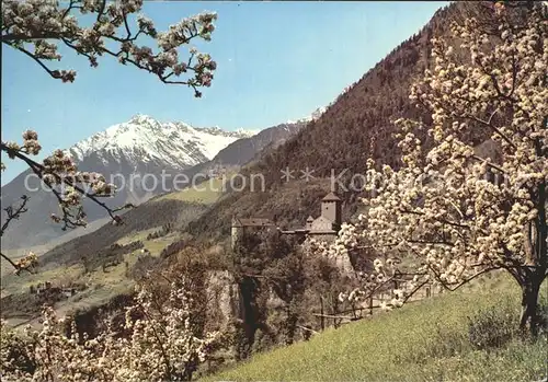 Meran Schloss Tirol mit Zielspitze Texelgruppe Baumbluete Kat. Merano