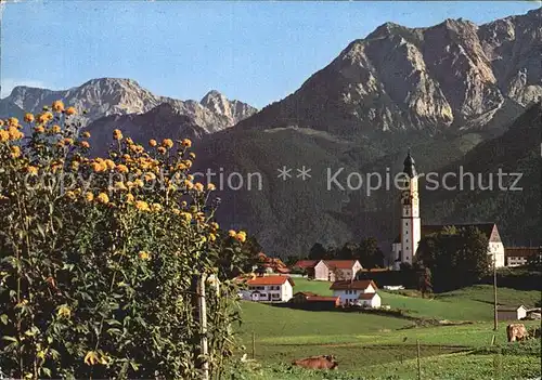 Pfronten Ortsansicht mit Kirche Baumbluete Schlicke Rossberg Allgaeuer Alpen Kat. Pfronten