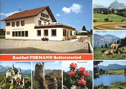 Balteratsried Rasthof Formann Allgaeuer Alpvieh Kuehe Alpen Alpenrosebluete Schloss Neuschwanstein Kat. Marktoberdorf