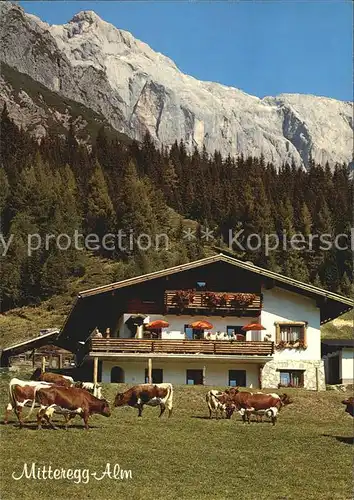 Muehlbach Hochkoenig Mitteregg Alm Kat. Muehlbach am Hochkoenig