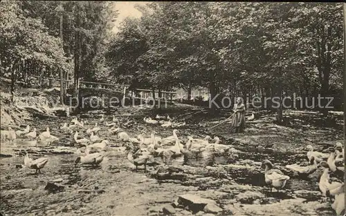 Finsterbergen Gaenseliesel im Leinatal Kat. Finsterbergen Thueringer Wald