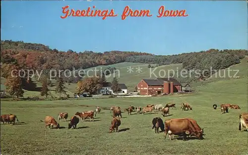Iowa Cows Farm Kat. Iowa
