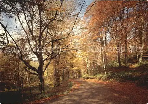 Gargano Foresta Umbra / Italien /Italien