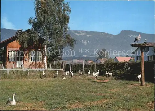 Altreu Selzach Schweizer Vogelwarte Sempach Storchen Versuchsgehege Kat. Selzach