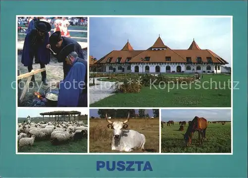 Ungarn Puszta Schafherde Pferde