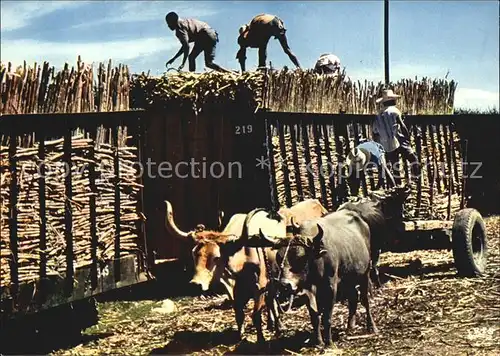 Haiti Loading of sugar cane Zuckerrohrernte Ochsenkarren Kat. Haiti