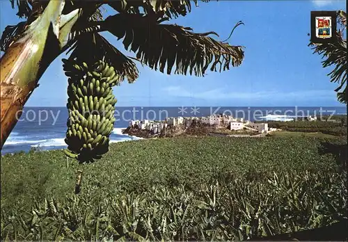 Gran Canaria Plataneras Bananenstauden Meerblick Kat. Spanien