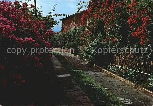 Islas Canarias Paisaje tipico con flores Landschaft mit Blumen