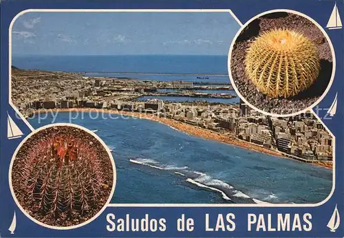 Las Palmas Gran Canaria Kaktus Fliegeraufnahme Kat. Las Palmas Gran Canaria