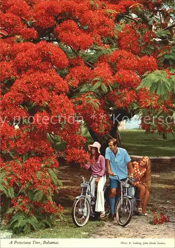 Nassau Bahamas Poinciana Tree