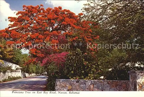 Nassau Bahamas Poinciana Tree on East Bay Road