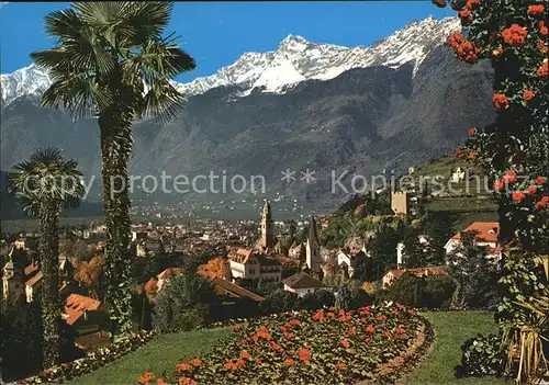 Meran Merano Panorama Blick gegen Texelgruppe Rosenbusch Palmen