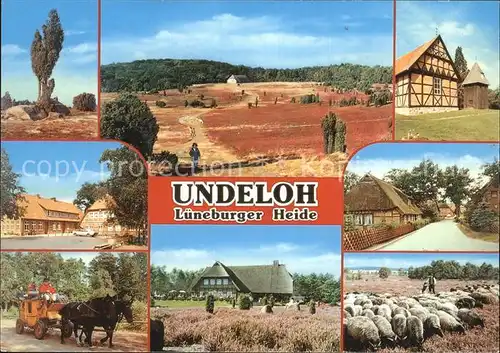 Undeloh Heidelandschaft Fachwerkhaus Pferdewagen Bauerngehoeft Schafherde Kat. Undeloh