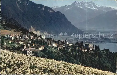 Glion Les Dents du Midi Champs de Narcisses Kat. Glion