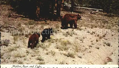 Wyoming Illinois Mother Bear and Cubs Kat. Wyoming