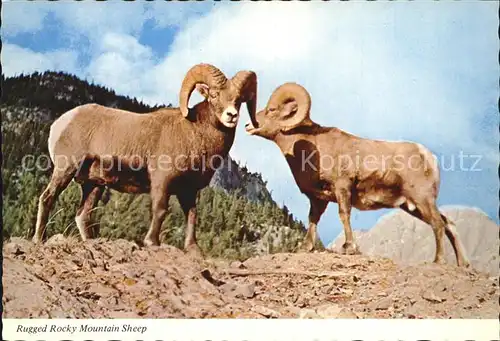 Rocky Mountain National Park Colorado Rugged Sheep Kat. United States