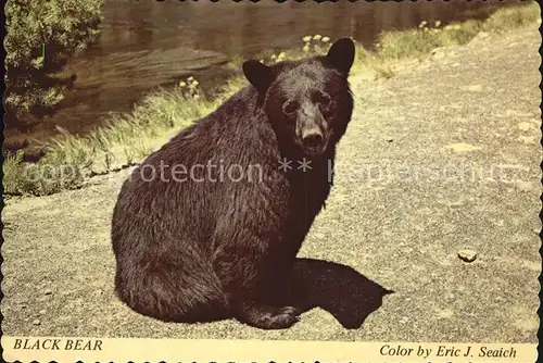 Yellowstone National Park Wistful Bear Kat. Yellowstone National Park