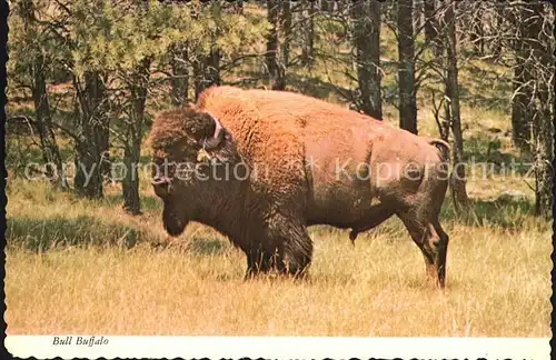 Salt Lake City Bull Buffalo Kat. Salt Lake City