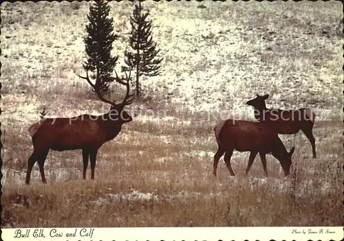 Denver Colorado Bull Elk Cow and Calf Kat. Denver