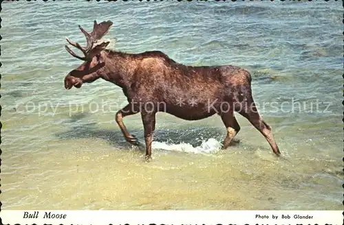 Utah US State Bull Moose