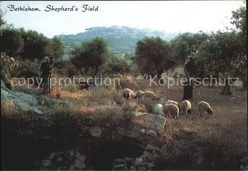 Bethlehem Yerushalayim Shepherds Field Kat. Bethlehem