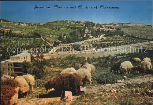 Jerusalem Yerushalayim Basilica and Gardens of Gethsemane Kat. Israel