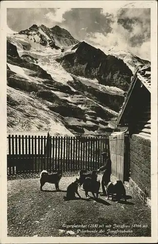 Hunde Polarhunde Jungfrau Eigergletscher / Tiere /