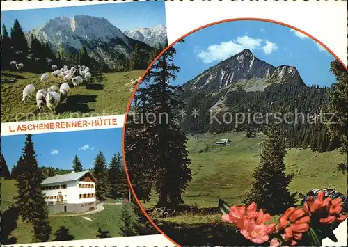 Tirol Region Gufferthuette Schafherde Halserspitze Kat. Innsbruck