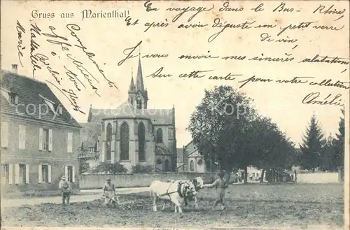Marienthal Elsass Ochsenpflug Landwirtschaft Kirche Kat. Haguenau Bas Rhin