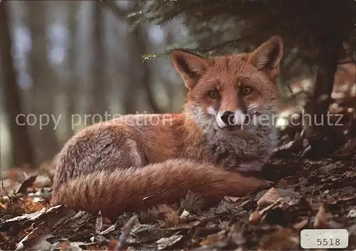 Fuchs Buckel Renard Fox Vulpes  Kat. Strasbourg