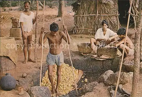 Goa Bauern bei der Nussernte Kat. Goa
