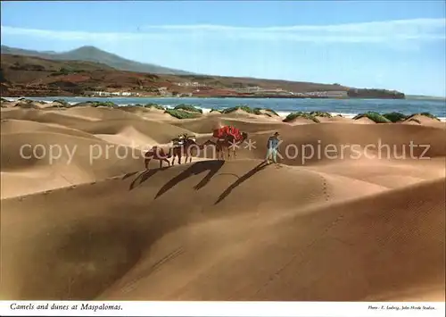 Maspalomas Camels and dunes Kat. Gran Canaria Spanien