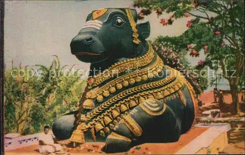 Mysore bull on Chamundi Hill Kat. Mysore