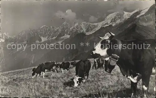 Annecy Haute Savoie La "Reine" de l Alpage des vaches Almvieh Kuehe Kat. Annecy
