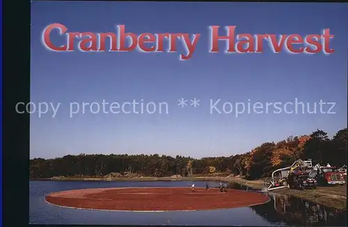 Cape Cod Mass. Cranberry Harvest Kat. 